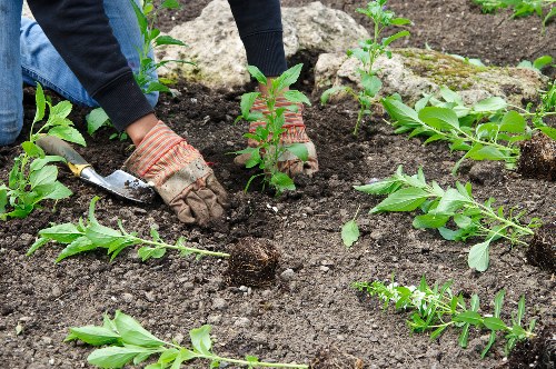 A close-up view of a gardener's hands wearing brown gardening gloves, planting small green shrubs into dark, rich soil within a landscaped garden. The garden features a mix of newly planted bushes and young plants with vibrant green leaves, bordered by larger rocks. In the background, there are more planted areas and a patch of grass, indicating an organized outdoor space in Finchley. The scene is illuminated by natural daylight, suggesting an overcast sky with soft, diffuse lighting. The setting reflects typical gardening services focused on planting, landscape enhancement, and outdoor maintenance, with attention to detail in preparing the soil and arranging plantings for a tidy, natural appearance around residential or community garden areas.