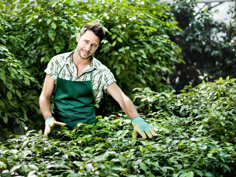 Worker wearing protective equipment operating hedge trimmer