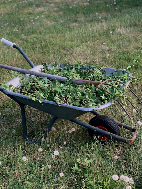 A dark blue plastic wheelbarrow filled with green leafy branches and twigs, positioned on a grassy lawn with scattered white dandelion seed heads. The wheelbarrow has a single black rubber wheel, and 